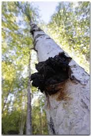 Boil the water, and pour directly over the ground chaga, and into the cup or pot. Wild Alaska Chaga Buy Chaga Mushroom Tea And Extract Tincture