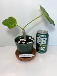 Image result for Jatropha podagrica