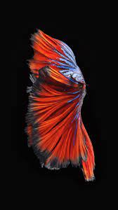 Pin De Iphone Wallpaper Em Furniture Papel De Parede De Peixe Iphone 6s Plus Iphone
