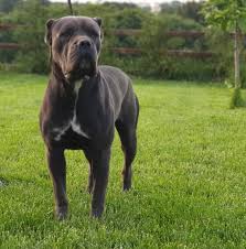 Canakkale Alman Kurdu Cane Corso Labrador Kopek Uretim Ve Sahiplendirme Home Facebook