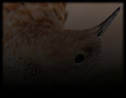 Image result for Sorghastrum fuscescens