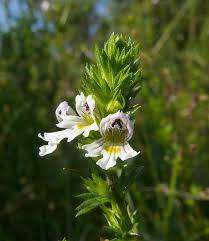 Image result for Micrargeriella aphylla