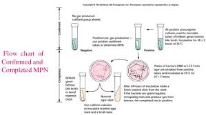 Bacteriological Analysis Of Drinking Water