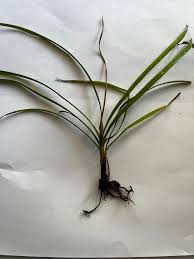 Image result for Cyperus tenax