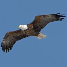 Deze goed vertegenwoordigde print van de adelaar is gematteerd met zwart 11 x 14 mat. Amerikaanse Zeearend Vogels Gewervelden Animal Database