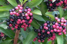 Image result for Ardisia