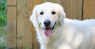 23 Facts About English Cream Golden Retrievers You Probably Didn T Know Golden Hearts