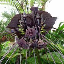 Epingle Sur Black Dark Flowers