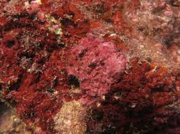 Check spelling or type a new query. Coralline Algae Everything You Need To Know Build Your Aquarium