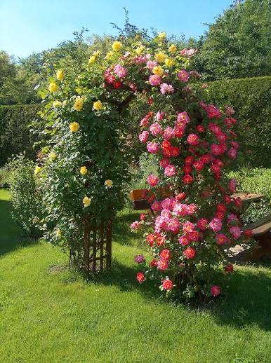 Kordes catalogue rosiers jardin | Kordes Rosen