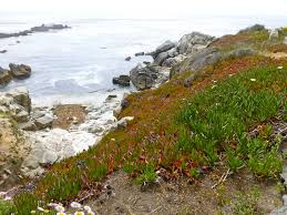 Show love and gratitude on mother's day, may 8th, 2022 by sending your mom flowers from your local carmel, ca florist. Flowers Of Carmel By The Sea Home Thoughts From Abroad Shutters Sunflowers