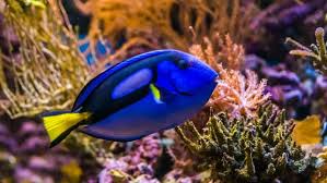 We did not find results for: 5 Pilihan Ikan Hias Air Laut Yang Mudah Dipelihara