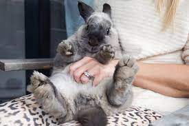 Keeping And Caring For Rabbits As Pets