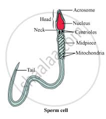 They are usually only set in response to actions made by you which amount to a request for services, such as setting your privacy preferences, logging in or filling in forms. Draw A Diagram Of The Microscopic Structure Of Human Sperm Label The Following Parts In It And Write Their Functions Biology Shaalaa Com