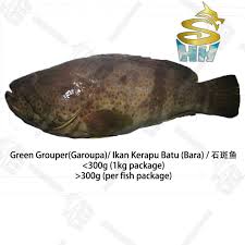 Ikan kerapu dapat kamu jadikan olahan lezat saat bulan puasa nanti. Green Grouper Garoupa Ikan Kerapu Batu Bara çŸ³æ–'é±¼ My Fish Bid