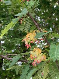 Image result for Tamarindus