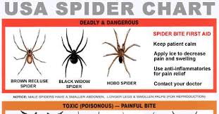 Free Usa Spider Identification Chart I Crave Free Stuff
