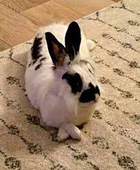 1955 Beste Afbeeldingen Van Fluffy Bunnies In 2019 - Konijn Dieren En Schattig