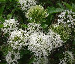 Image result for Pavetta johnstonii