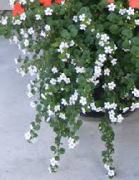 I've had success planting it in full sun and part shade. Midwest Gardening Selecting The Best Performing Annuals For Your Gardens And Containers In 2021 White Flowering Plants Annual Flowers Container Flowers