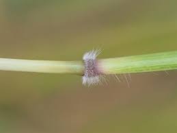 Image result for Dichanthium annulatum