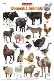 Bildungsdiagramme Klassische Diagramme Haustierdiagramm Woobooks K Niedlichetiere Club Animals Name In English Animals Name With Picture Animals