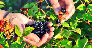 Contain higher levels of salicylates, which can trigger common symptoms including asthma, sinus inflammation, skin rashes and digestive complications, according to the auckland allergy clinic. How To Harvest Wild Berries Foraging For Beginners Gardener S Path