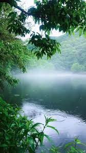 Nature Video An Immersive Guide By Rite Laurin