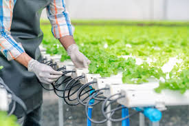 Hydroponics Cost Analysis: Is Hydroponics Expensive?