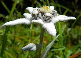 Pin On Garden