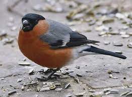 (ornithology) finch (any bird of the family fringillidae within the order passeriformes). Weit Verbreiteter Finkenvogel