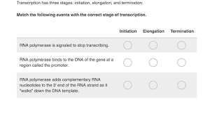The process where a portion of dna is copied into a complementary strand of rna. Transcription Practice Khan Academy