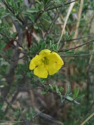 Image result for Rhigozum brevispinosum