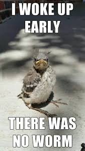 Pin By David Perry On Funny Stuff Funny Pictures Funny Animals Bones Funny