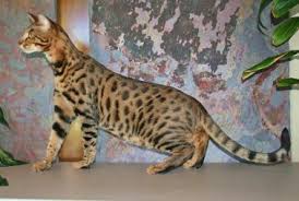 Search through thousands of cats for sale and kittens for sale adverts near me in the usa and europe at animalssale.com. Exotic Felines For Sale Savannah Cat Breed