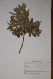 Image result for Vitex fischeri