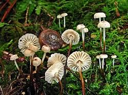 Image result for Marasmius opacus