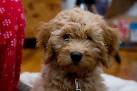 Fisher, one of our boys, is a miniature goldendoodle, 24 pounds, 17 inches tall. Heaven On Earth Goldendoodles