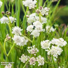 Image result for Oenanthe procumbens