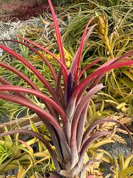 Image result for Trichilia capitata