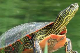 Painted turtles typically eat their food while swimming so items that float or that can be clipped to the side of the enclosure are best. Can Painted Turtles Really Live In A Pond Turtleholic