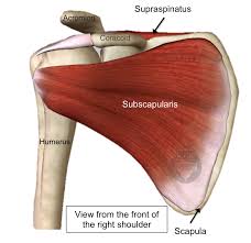 • coils and patient position: Rotator Cuff Tear