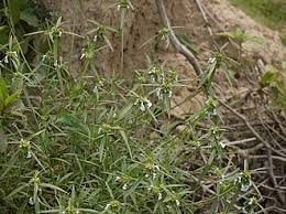 Image result for Leucas capensis