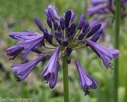 New Agapanthus Black Magic Dark Indigo Flowers Garden Plant Indigo Flower Purple Flowers Garden Garden Plants