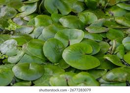 Image result for Hydrocharitaceae