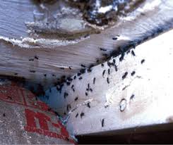 Maybe you would like to learn more about one of these? Preventing Infestations With Exterior Treatments Pct Pest Control Technology