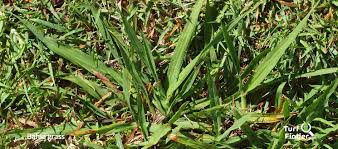 Maybe you would like to learn more about one of these? Turf Finder Bahia Grass Paspalum Notatum