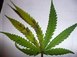 It usually occurs on the upper sides of leaves, but can also develop on the undersides. 7 Common Cannabis Plant Deficiencies Leaf Symptoms Sensi Seeds
