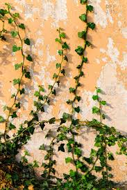 Bring that loveliness into your garden by growing beautiful climbing roses, like the joseph's coat variety. Climbing Plant On Chipped Wall Stock Photo Offset