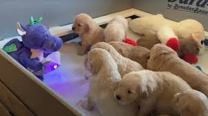 Viral Cachorros Golden Retriever Escuchan Atentos Cuento De Dragon De Peluche